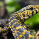Yellow Monitor Lizard. Photo: Getty